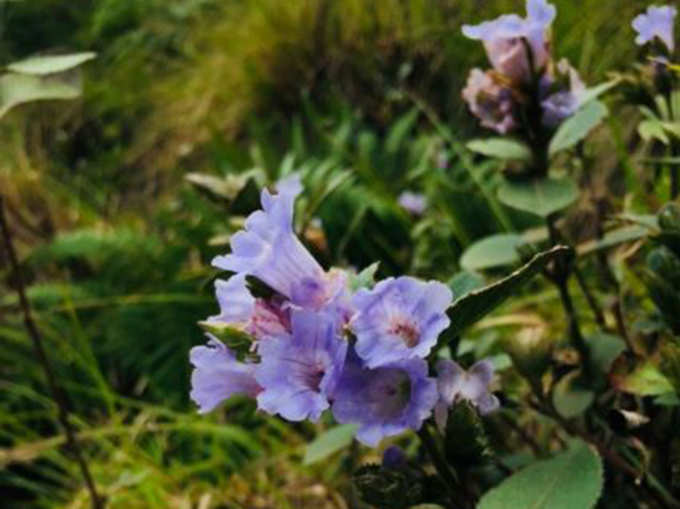 ​मुन्नार में खिलते हैं नीलकुरिन्जी फूल