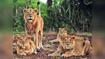 विषाणु और प्रोटोजोआ के संक्रमण से हुई 11 बब्बर शेरों की मौत