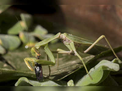 ಮೀನು ಬೇಟೆಯಾಡುವ ಮಿಡತೆ!