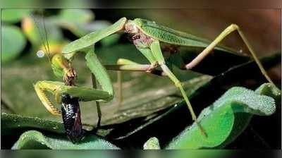 ಮೀನು ಬೇಟೆಯಾಡುವ ಮಿಡತೆ ಪತ್ತೆ!