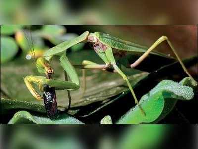 ಮೀನು ಬೇಟೆಯಾಡುವ ಮಿಡತೆ ಪತ್ತೆ!