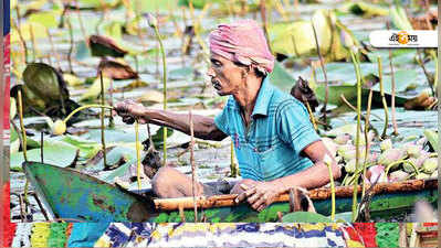 বৃষ্টির অভাবে ফলন কম পদ্মর, পুজোর গন্ধ নেই চাষির বাড়িতে