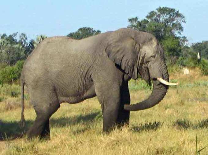 ​अफ्रीकी हाथी