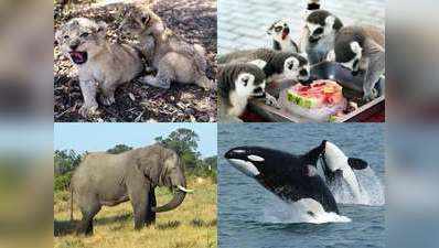 इन 6 जानवरों में खास होती है मां, जानें क्यों