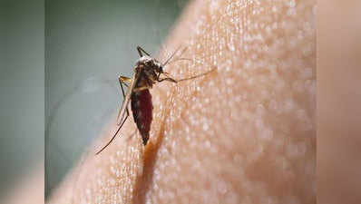 Zika Symptoms & Prevention: डेंगू के मच्छर भी फैला सकते हैं जीका, जानें लक्षण और बचाव का तरीका