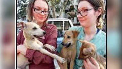 गलियों में घूमने वाले आवारा कुत्तों को विदेश में मिल रही दूसरी जिंदगी