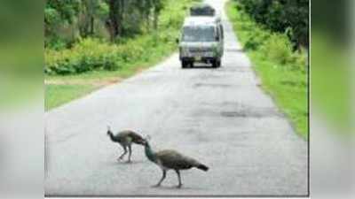 ಬಂಡಿಪುರ ಹೆದ್ದಾರಿಯಲ್ಲಿ ರಾತ್ರಿ ಸಂಚಾರ ನಿಷೇಧ ತೆರವು; ರಾಜ್ಯ ಸರಕಾರದ ತೆರೆಮರೆ ಕಸರತ್ತು