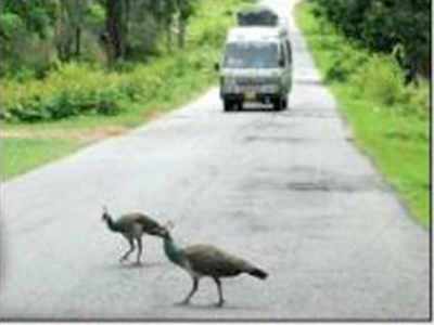 ಬಂಡಿಪುರ ಹೆದ್ದಾರಿಯಲ್ಲಿ ರಾತ್ರಿ ಸಂಚಾರ ನಿಷೇಧ ತೆರವು; ರಾಜ್ಯ ಸರಕಾರದ ತೆರೆಮರೆ ಕಸರತ್ತು