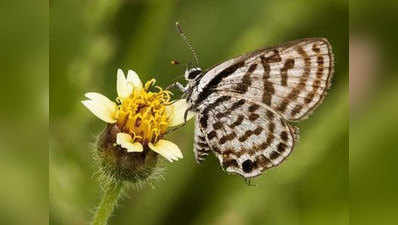 तितली उड़ी...पार्कों में बढ़कर चली, दिल्ली-एनसीआर में 75 प्रजातियां मिलीं