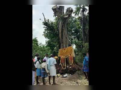 வர்தா புயலில் உடைந்த மரம் வளருவதால் தெய்வ அதிசயம் என மக்கள் நம்பிக்கை!