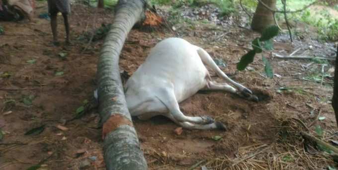 తీరం దాటుతూ.. బీభత్సం సృష్టించిన తిత్లీ తుఫాన్