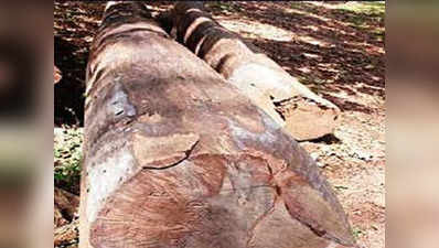 कोझिकोड: ₹10.58 लाख में बिका 100 साल पुराना शीशम का पेड़