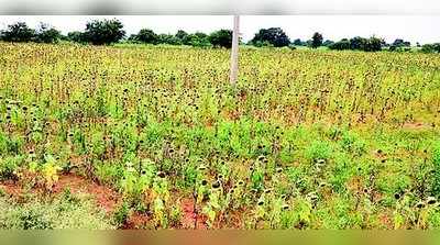 ಬರದ ಬರೆ: ರೈತರಿಗೆ ಸಾಲದ ಹೊರೆ