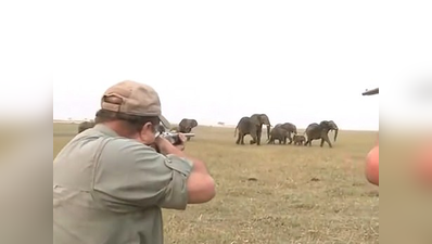 देखें, साथी को गोली लगते हाथी के झुंड ने शिकारियों को दौड़ाया
