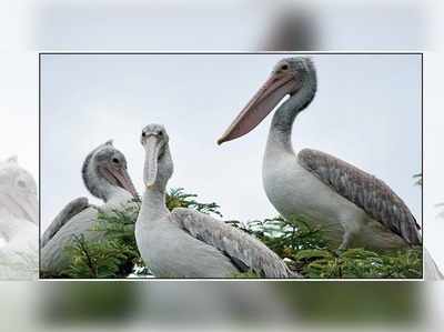 ಕೊಕ್ಕರೆ ಬೆಳ್ಳೂರಿನಲ್ಲಿ ಮತ್ತೆ ಹೆಜ್ಜಾರ್ಲೆಗಳ ಕಲರವ