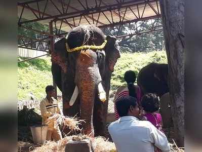 ಕಾಡಿನತ್ತ ದಸರಾ ಗಜಪಡೆ: ಅರ್ಜುನ ಮತ್ತು ತಂಡಕ್ಕೆ ಅರಮನೆಯಿಂದ ಆತ್ಮೀಯ ಬೀಳ್ಕೊಡುಗೆ