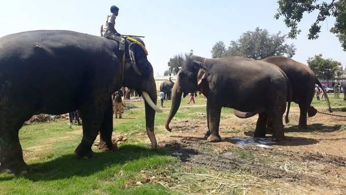 ಅಂಬಾರಿ ಆನೆ ಅರ್ಜುನನ್ನು ಬೀಳ್ಕೊಡುತ್ತಿರುವ ಅರಮನೆ ಆನೆಗಳು.