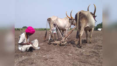 ९० वर्षाचे आजोबा हाकतात नांगर