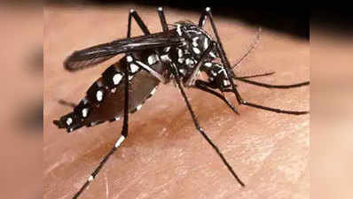 मध्य प्रदेश: मुरैना में डेंगू का कहर, अब तक तीन बच्चों की मौत, 90 बीमार