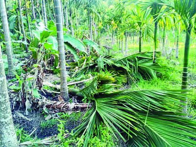 ಕಾಡಾನೆ ಹಿಂಡಿಗೆ ಅಡಕೆ ಬಾಳೆ ನಾಶ