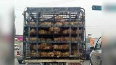 मुंबई: कोंबड्यांच्या वाहनांवर निर्बंध येणार