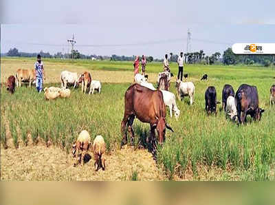 জলাভাবে নষ্ট ধান গোরুকে খাইয়ে প্রতিবাদ কৃষকদের