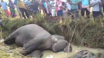 Elephants Death: மின்சாரம் தாக்கி 7 யானைகள் பரிதாப பலி!!