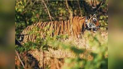 ఆ ‘సుందరి’ కోసం ఎరగా మగ పులి మూత్రం.. ఏమైందంటే!