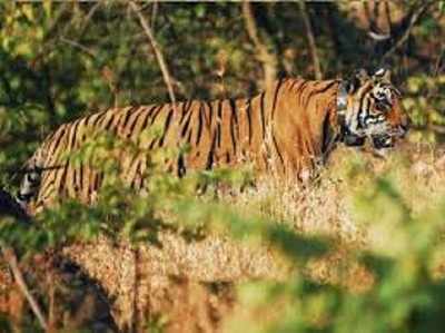 ఆ ‘సుందరి’ కోసం ఎరగా మగ పులి మూత్రం.. ఏమైందంటే!