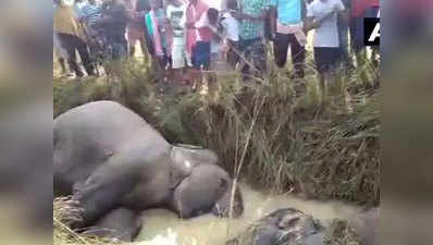 ओडिशा: करंट लगने से हाथियों की मौत में पटनायक ने दिए जांच के आदेश, छह अधिकारी सस्पेंड