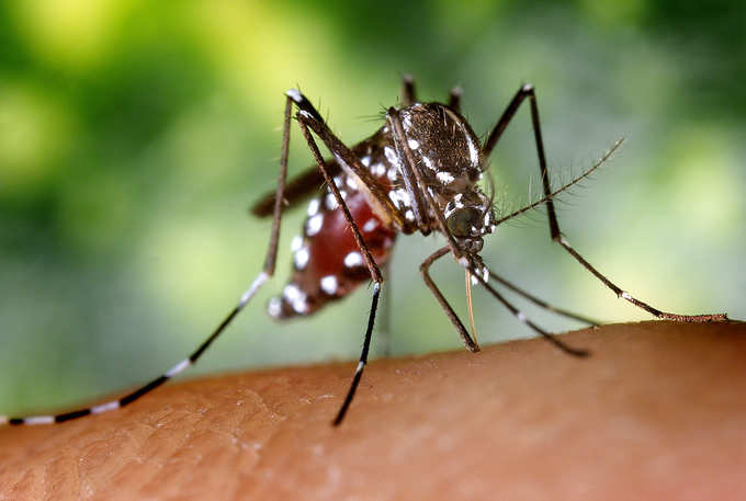 ZDP-ZIKA-Mosquito-AedesAlbopictus-Large