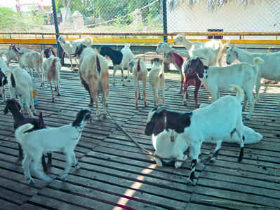 ಮೇಕೆ ಪಾಲನೆಯಿಂದ ಸಮೃದ್ಧಿ