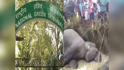 ओडिशा इलेक्ट्रिसिटी बोर्ड की लापरवाही से 7 हाथियों की मौत, NGT ने ठोका 1 करोड़ का जुर्माना