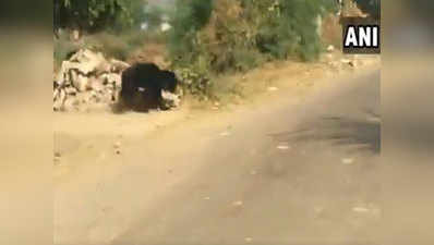 देखें:...जब बीच सड़क दौड़ा भालू, दहशत में आए ग्रामीण