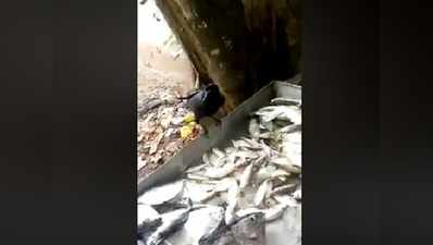 वायरल विडियो: महंगी मछली लेने पर अड़ा कौवा, दुकानदार ने मानी हार