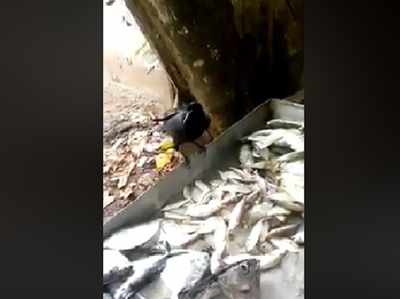 वायरल विडियो: महंगी मछली लेने पर अड़ा कौवा, दुकानदार ने मानी हार
