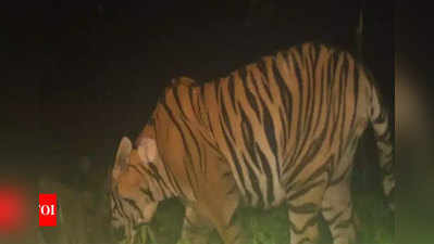 रेकॉर्ड: देश में बाघ की सबसे लंबी यात्रा, 70 दिन में 350 km चला, महाराष्ट्र से पहुंचा MP