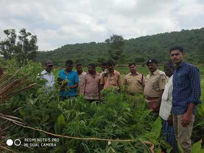 ಗಾಂಜಾ ಬೆಳೆದಿದ್ದ ಇಬ್ಬರ ಬಂಧನ