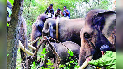 ಪುಂಡಾನೆಗೆ ಕಾಲರ್‌ ಐಡಿ ಅಳವಡಿಕೆ