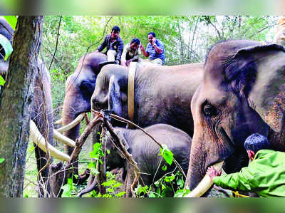 ಪುಂಡಾನೆಗೆ ಕಾಲರ್‌ ಐಡಿ ಅಳವಡಿಕೆ