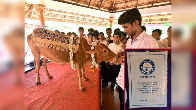 మాణిక్యం.. ప్రపంచంలోనే పొట్టి ఆవు! 