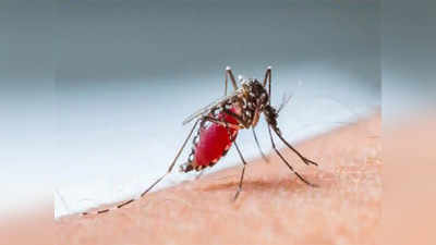 मुंबईत मलेरियाचा जोर वाढता