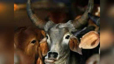 फरीदाबाद में गाय की 700 खालें बरामद, दो गिरफ्तार