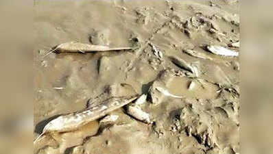 मथुरा: ओखला ब्रिज से छोड़ा गया प्रदूषित पानी, यमुना में हजारों मछलियों की हुई मौत