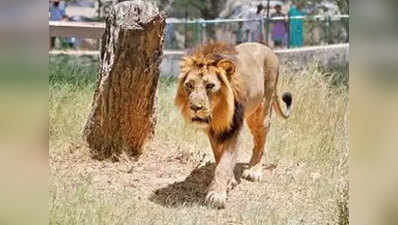 शेरों को प्रिवेसी देने के लिए बंद किया गया 14 किलोमीटर का रास्ता