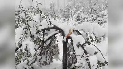 काश्मीर: ९ वर्षांनी अशी बर्फवृष्टी