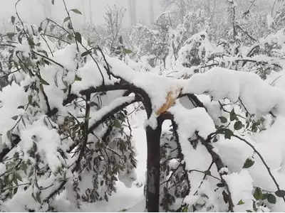 काश्मीर: ९ वर्षांनी अशी बर्फवृष्टी