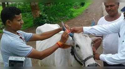 ಉ.ಪ್ರದೇಶ ಗೋವುಗಳಿಗೆ ರೇಡಿಯಂ ಬೆಲ್ಟ್‌: ಅಪಘಾತ ತಡೆ, ಪ್ರಾಣಿಗಳ ರಕ್ಷಣೆಗೆ ಪೊಲೀಸರ ಪ್ಲ್ಯಾನ್‌