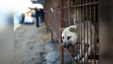चीन के शहर में कुत्तों के टहलाने पर रोक, पार्कों, स्टेडियम में ले जाने पर प्रतिबंध