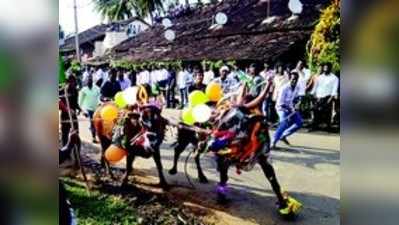 ಸಾಂಪ್ರದಾಯಿಕ ಹೋರಿ ಬೆದರಿಸುವ ಹಬ್ಬ